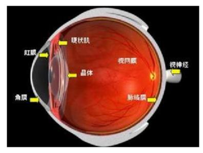 腺病毒性角结膜炎是什么？