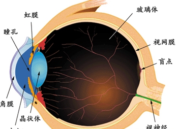 孩子得了弱视有哪些临床表现？